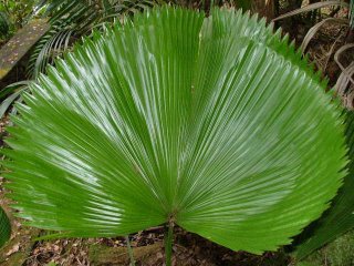 Ruffled fan leaf palm